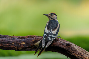 Great spotted woodpecker (Dendrocopos major) juvenile male hanging around, asking for food and fighting in the forest in the Netherlands