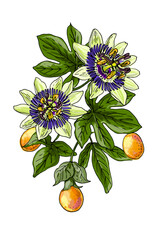 Vector illustration of passionflower (Passiflora) with leaves, exotic blossoms, and ripe fruits. Hand-drawn botanical artwork, perfect for herbal design, tropical themes, natural cosmetics packaging