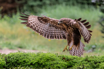 Common Buzzard (Buteo buteo) drinking and bathing at a pomd in the forest of Noord Brabant in the...