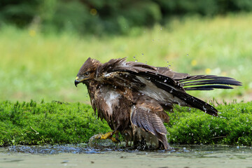 Common Buzzard (Buteo buteo) drinking and bathing at a pomd in the forest of Noord Brabant in the Netherlands. 