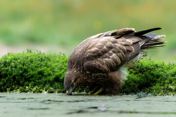 Common Buzzard (Buteo buteo) drinking and bathing at a pomd in the forest of Noord Brabant in the...