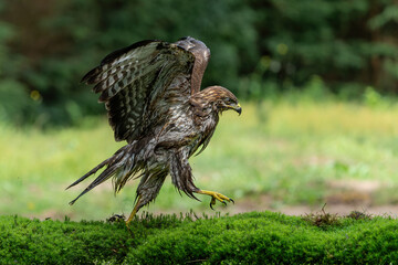 Common Buzzard (Buteo buteo) drinking and bathing at a pomd in the forest of Noord Brabant in the...