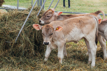 young calf of Swiss cattle breed