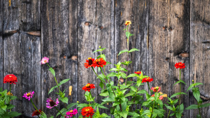 Countryside background, colorful flowers in a farm garden in front of an old weathered wooden wall