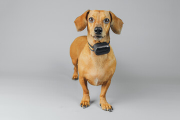 Dachshund wearing gps collar on grey background for tracking and smart pet technology concept