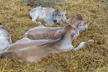 Swiss bull calves resting on hay