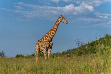 Male giraffe walking in the long grass in the green season between the mountains with a beautiful sky in Pilanesberg National Park in South Africa