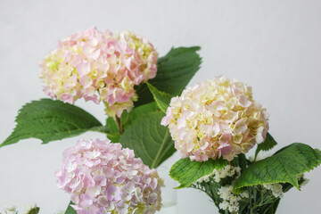Pink hydrangea flowers close-up with soft light &ndash; perfect for romantic cards and floral textures