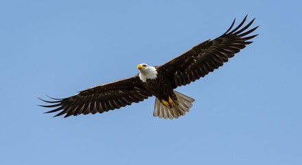 Fototapeta premium Bald Eagle in Flight Soaring Across Clear Blue Sky