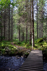 Überführung an einem Bach im Wald - Wanderweg