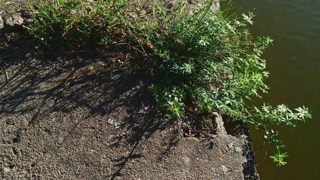 Clinging Bedstraw Plant Growing on Stone Embankment by Riverside in Harsh Sunlight &mdash; Cinematic Horizontal Nature Observation in Urban Wild Environment