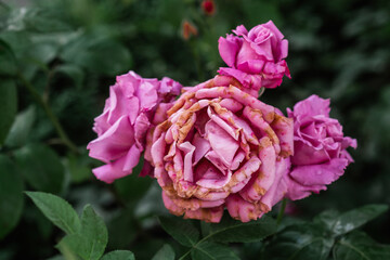 Beautiful pink roses with vibrant petals in full bloom during summer months
