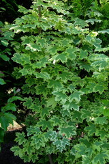 Acer platanoides 'Drummondii' – Ahorn