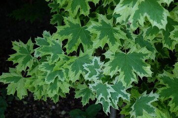 Acer platanoides 'Drummondii' – Ahorn