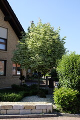 Acer platanoides 'Drummondii' – Ahorn