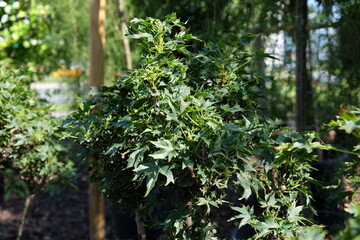 Acer platanoides 'Nowusch' &ndash; Ahorn