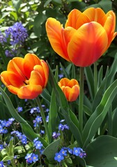 Naklejka premium Bright Orange Red Tulips and Blue Forget Me Nots in Garden