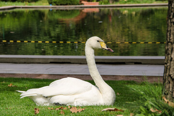 swan on the lake, a beautiful white swan on the green grass