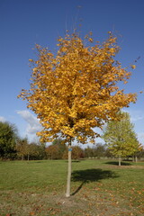 Acer saccharum &ndash; Ahorn
