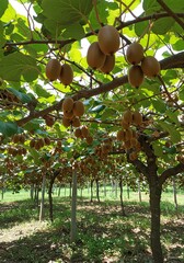 Kiwi Fruit Tree with Ripening Brown Kiwis in Orchard Under Bright Sunlight