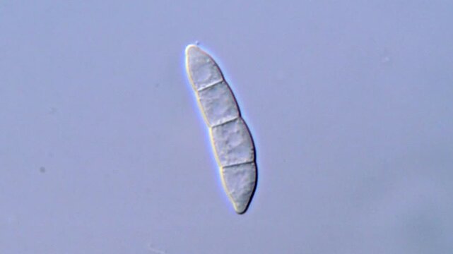 Plant pathogenic fungi spore, 4K Microscope video 