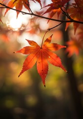 Vibrant Red Maple Leaf Hanging on Tree Branch in Autumn Forest Natural Scene