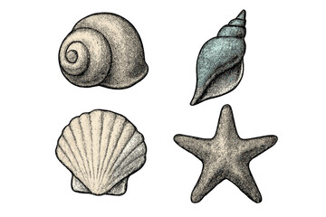 Beautiful collection of seashells and starfish displayed together on a simple background