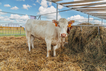 White cows in the corral close up. Agricultural Exhibition.