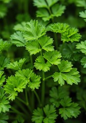 Fototapeta premium Fresh Green Parsley Leaves Growing in Garden Natural Culinary Herb