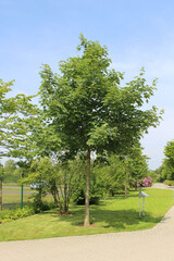 Acer pseudoplatanus