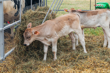 young calf of Swiss cattle breed
