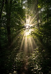 Obraz premium Sunlight Rays Piercing Through Green Forest Canopy in Natural Setting