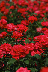 Vibrant red roses blooming in a lush garden during sunny daytime