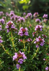 Fototapeta premium Purple Flowering Herb Garden with Green Foliage in Sunlight