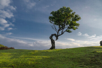 Ancient laurel tree in the Fanal Forest, Madeira Island, Portugal. This mystical rainforest, part of the UNESCO World Heritage Laurisilva of Madeira, is a famous travel destination for hikers.