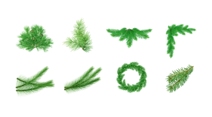 Collection of various green coniferous evergreen branches and foliage elements for festive decoration isolated on transparent background