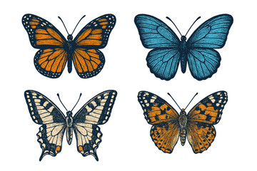 Obraz premium Colorful collection of butterflies showcasing different species in a detailed illustration format
