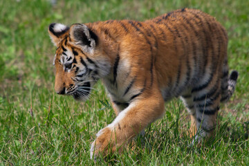 Tiger cub 