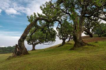 Ancient laurel tree in the Fanal Forest, Madeira Island, Portugal. This mystical rainforest, part of the UNESCO World Heritage Laurisilva of Madeira, is a famous travel destination for hikers.