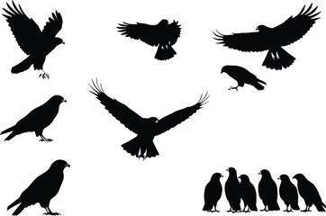 Obraz premium Hawk bird silhouette vector set, flying and perched poses, black shapes with wing detail, nature artwork for wildlife, decor, and design