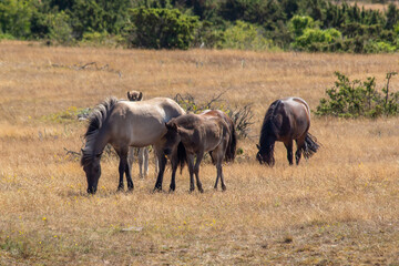 Fototapeta premium Horses 