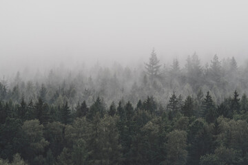 Fototapeta premium Atmospheric landscape photo of a dense pine forest with the upper canopy blending into a thick layer of fog or mist under an overcast sky.