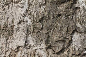 tree bark texture
