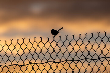 Superb Fairywren (Malurus Cyaneus)