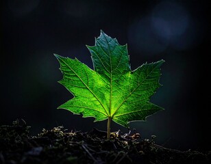 Elegant illuminated leaf design with glowing light accents, minimal background, botanical pattern with radiant veins, soft and futuristic lighting, nature-inspired digital art, eco-friendly aesthetic