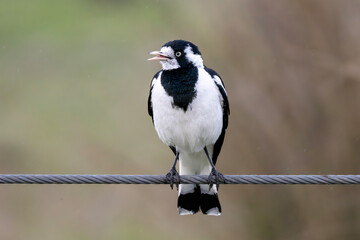 Magpie-Lark (Grallina Cyanoleuca)