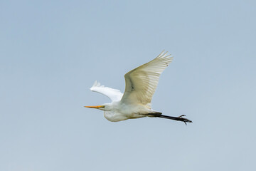 Great Egret (Ardea Alba)
