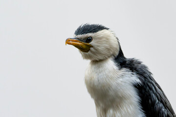 Little Pied Cormorant (Microcarbo Melanoleucos)