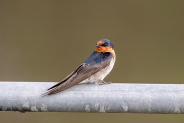 Welcome Swallow (Hirundo Neoxena)