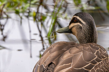 Pacific Black Duck (Anas Superciliosa)